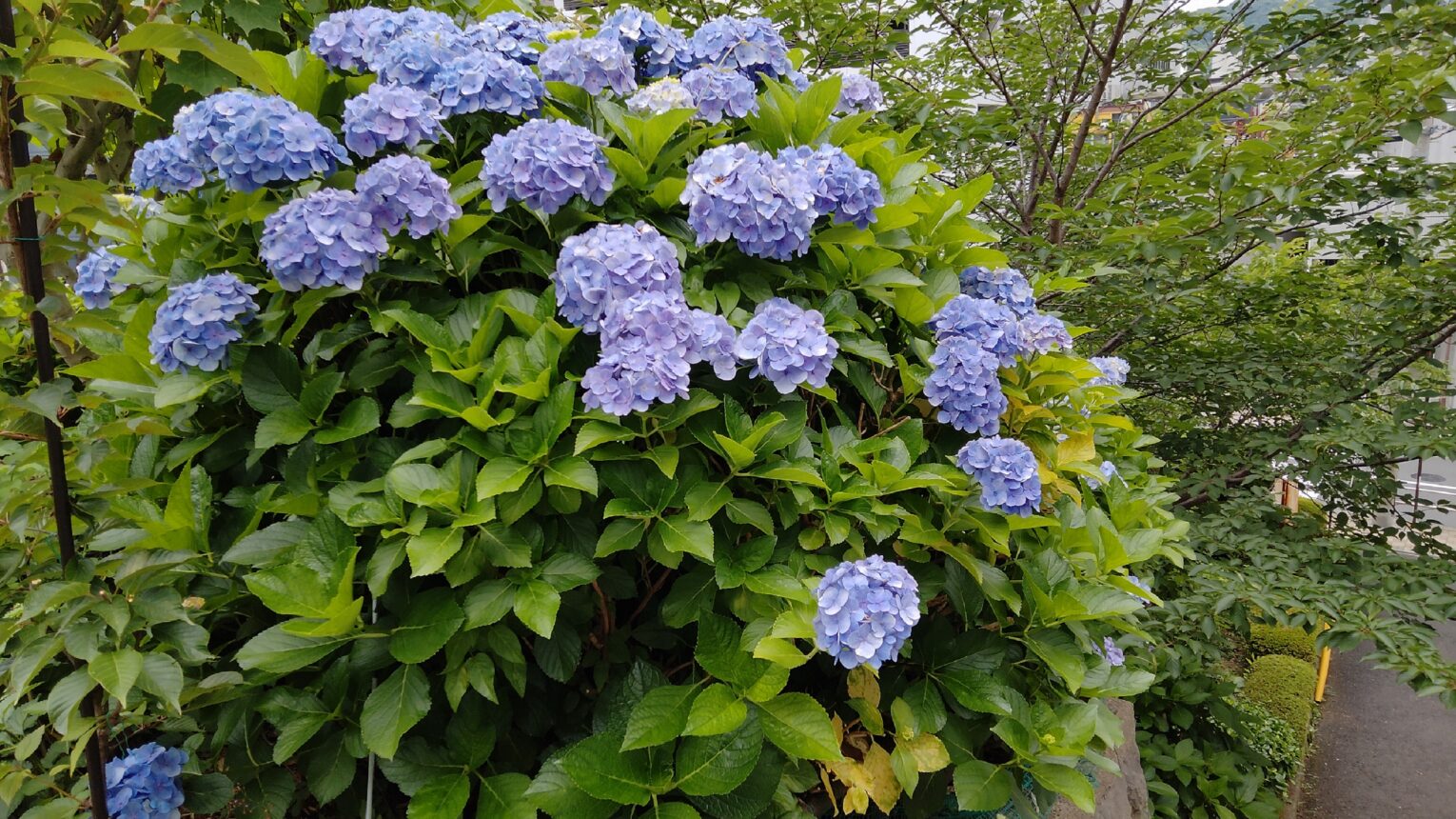 公園のメイン写真